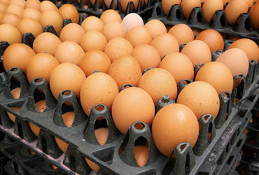 Dairy & Eggs
